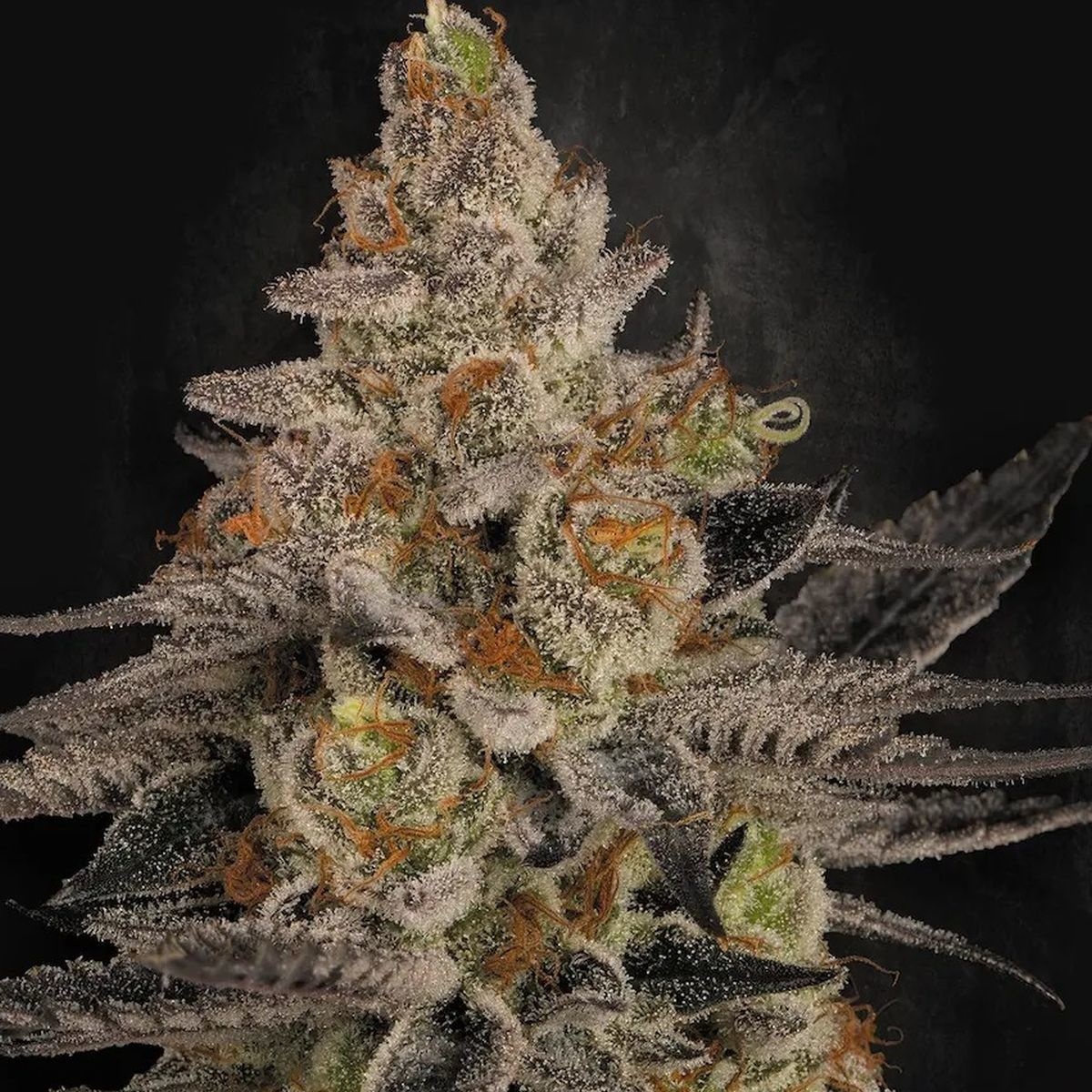 Chocolate Wafflez (Paradise Seeds) feminisiert