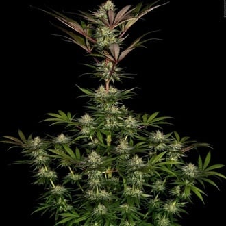 Chocolate Wafflez (Paradise Seeds) feminisiert