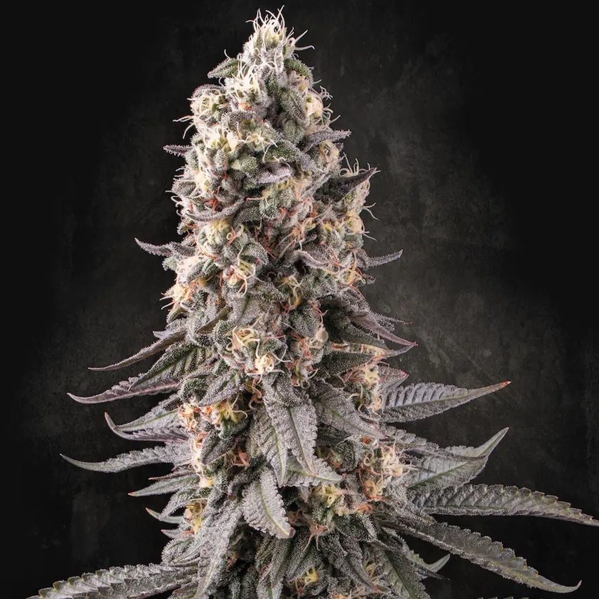 El Dorado OG Feminisiert (Paradise Seeds)