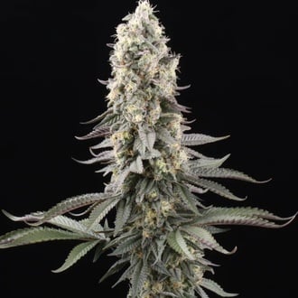 El Dorado OG (Paradise Seeds) feminisiert