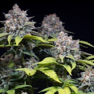 Highway 66 (Paradise Seeds) feminisiert