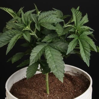 Sunset Paradise (Paradise Seeds) feminized