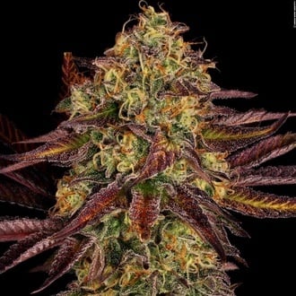 Tangerine Sorbet (Paradise Seeds) feminized