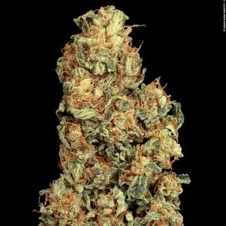 Vertigo Auto (Paradise Seeds) feminisiert