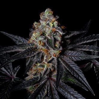Diamond Dust (Pure Instinto) feminized