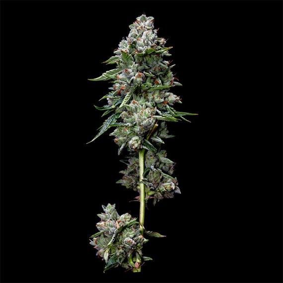 Kosher Kush Feminisiert (Reserva Privada)