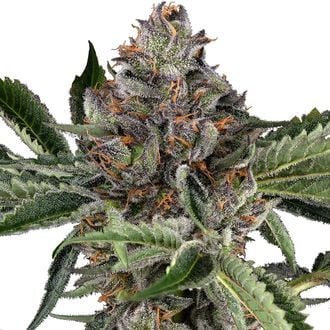 Papaya Jealousy (Sensi Seeds) feminisiert