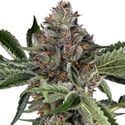 Papaya Jealousy (Sensi Seeds) feminisiert