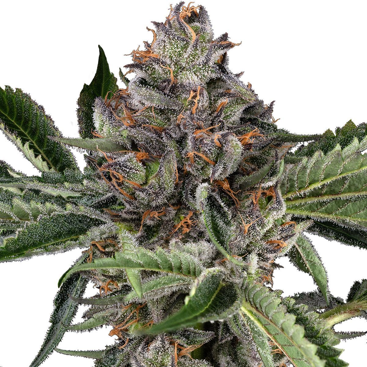 Papaya Jealousy (Sensi Seeds) feminisiert