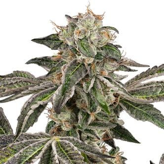 Runtz Automatic (White Label) feminized
