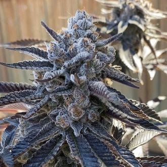 Bahama Berry (Solfire Gardens) feminized