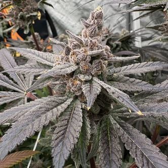 Gasserole (Solfire Gardens) feminized