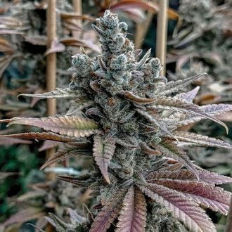 Lemon Elixir (Solfire Gardens) feminized