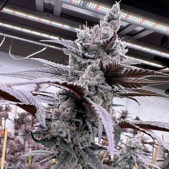 Lung Buster (Solfire Gardens) feminized
