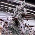 Lung Buster (Solfire Gardens) feminized