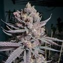 Ripe (Solfire Gardens) feminized