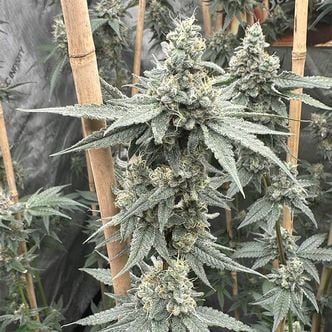 Sundae Supper (Solfire Gardens) feminized