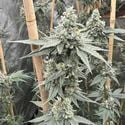 Sundae Supper (Solfire Gardens) feminized