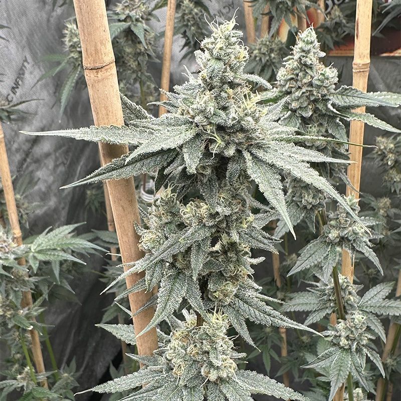 Bananaruntz Feminisiert (Seeds24)