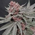 Terpgasm (Solfire Gardens) feminized