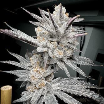 Trich Beast (Solfire Gardens) feminized