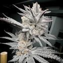 Trich Beast (Solfire Gardens) feminisiert