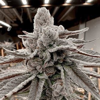 Yummy Yummy (Solfire Gardens) feminized