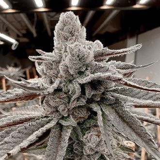 Yummy Yummy (Solfire Gardens) feminized