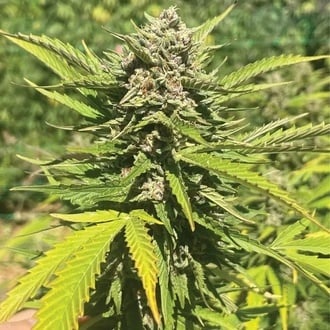 Banana Melt (Humboldt Seed Company) feminized