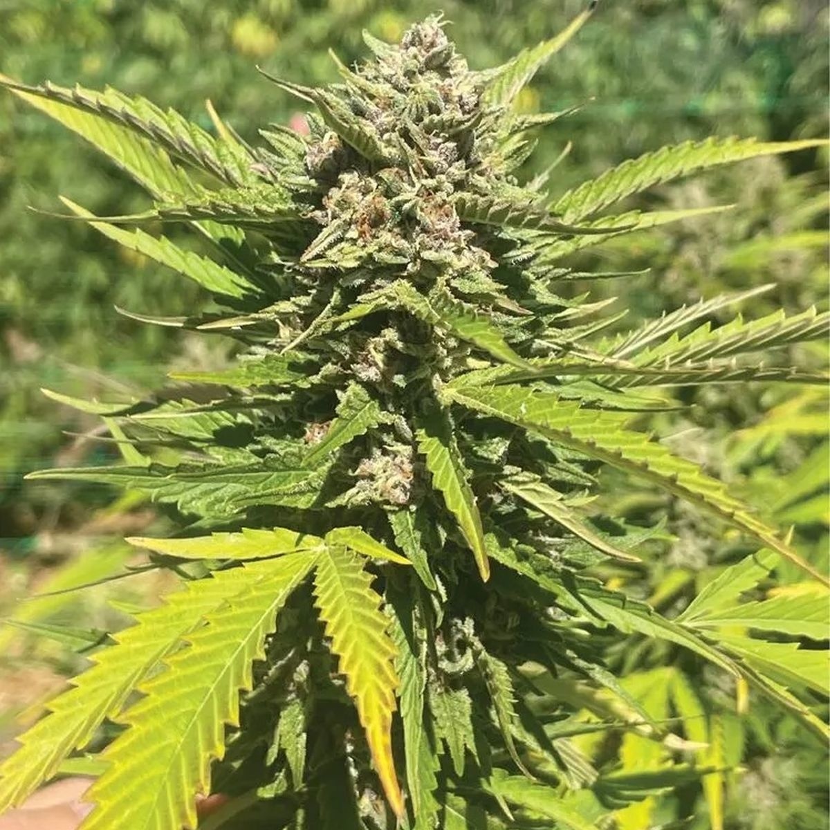 Blue Dream Feminisiert (Humboldt Seed Company)