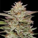Banana OG (Humboldt Seed Company) feminized