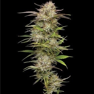 California Haze (Humboldt Seed Company) feminized