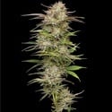 California Haze (Humboldt Seed Company) feminized