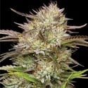 California Haze (Humboldt Seed Company) feminized