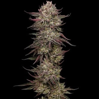 Chicken N' Wafflez (Humboldt Seed Company) feminized
