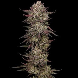 Chicken N' Wafflez (Humboldt Seed Company) feminized