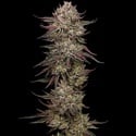 Chicken N' Wafflez (Humboldt Seed Company) feminized