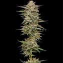 Banana OG Auto (Humboldt Seed Company) feminized