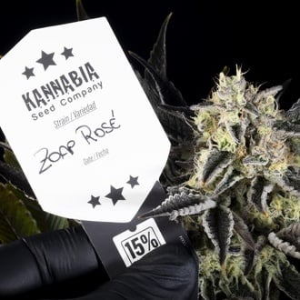 Zoap Rosé (Kannabia) feminized