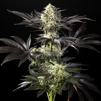 Zoap Rosé (Kannabia) feminized