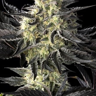 Zoap Rosé (Kannabia) feminized