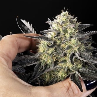 Zoap Rosé (Kannabia) feminized