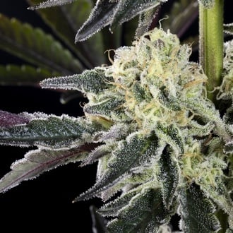 Zoap Rosé (Kannabia) feminized