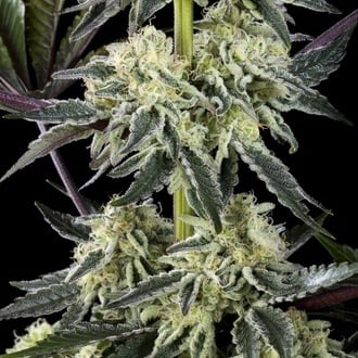 Zoap Rosé (Kannabia) feminized