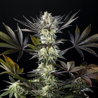 Zoap Rosé (Kannabia) feminized