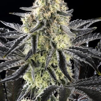 Zoap Rosé (Kannabia) feminized