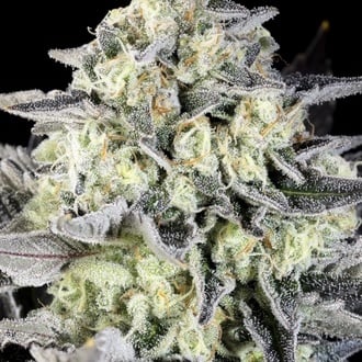 Zoap Rosé (Kannabia) feminized