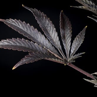 Zoap Rosé (Kannabia) feminized