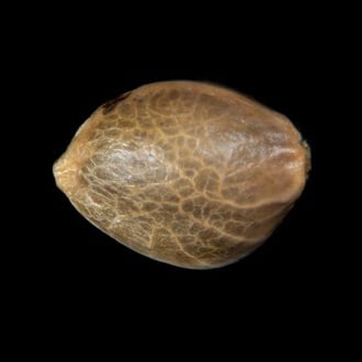 Zoap Rosé (Kannabia) feminized