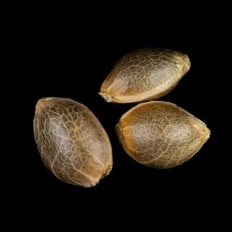 Zoap Rosé (Kannabia) feminized